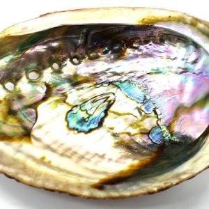 Concha abulón verde natural 'Haliotis' 10-12cm